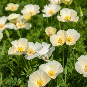 Eschscholtzia Blanc